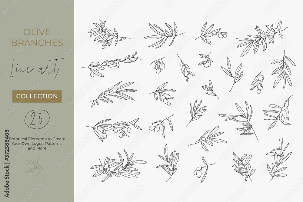 Wall mural a set of olive branches in a modern linear minimal style. vector illustrations of branches with frui
