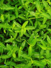 commelina diffusa commonly known as Carolina Dayflowers and also known as Commelina maculata and Commelinaceae and Commelina caroliniana with dew drops