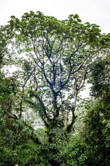 Bosques de reserva forestal en Barbas Bremen en Quindío Colombia, 
