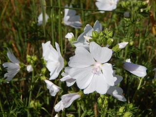white flowers in the garden