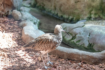 a bird with a long thin beak drinks water