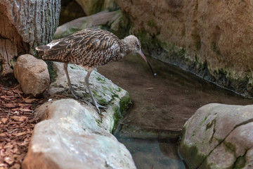 a bird with a long thin beak drinks water