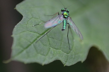 Small Colourful fly
Marco photosoot
Macro photography
Canon 1500D
Lens Reversal