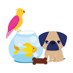 Fototapeta premium pet shop, little puppy bird fish and cookie animal domestic cartoon