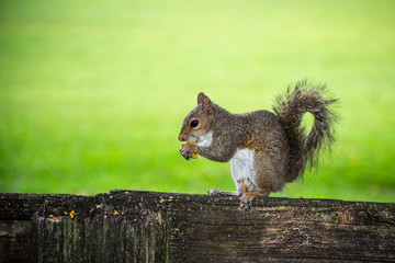 squirrel eating nut