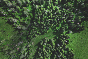 Aerial top view of summer green forest. Drone shot
