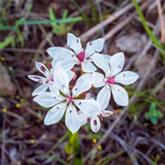 The Milk maids (Burchadia umbellata) flowers are held on a slender stalk. The white (or sometimes pink tinged) flowers have 6 petals with a pinkish centre.
