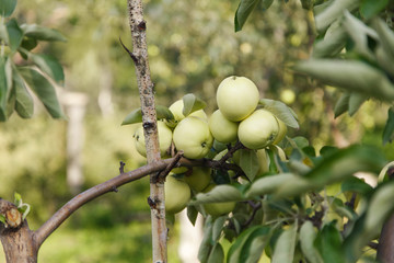 harvest: green apples on a tree in the garden. the products are ready for export. import of seasonal goods.