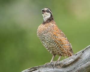 Bobwhite Quail