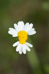 A closeup shot of a beautiful daisy under the sunlight