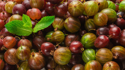 Gooseberry  as a background. Top view.