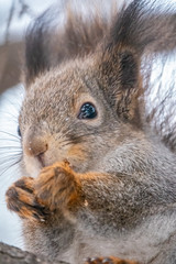 Portrait of a squirrel in winter.