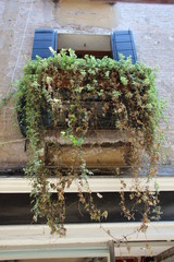 Window box in the city of Venice, Italy.