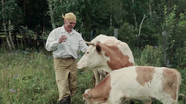a man grazes a cow in a green meadow. cattle eat grass. The farmer drinks milk from a glass. healthy food: village milk. A pensioner takes care of cattle