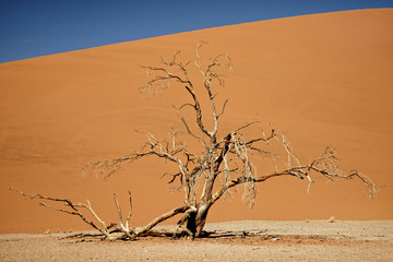 Dead camelthorn tree in Namib-Naukluft Park in Namibia, Africa.