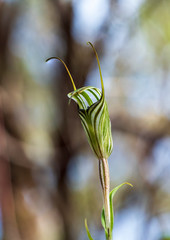 Striped Greenhood (Pterostylis striata) is a species of orchid endemic to south-eastern mainland Australia.