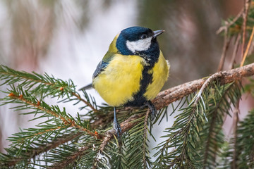 Cute bird Great tit, songbird sitting on the nice branch with beautiful autumn background