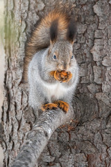Fototapeta premium The squirrel with nut sits on a fir branches in the winter or autumn.