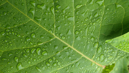 green leaf with water drops