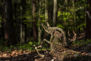 gnarled root in a forest