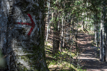 red arrow at a tree on a trail