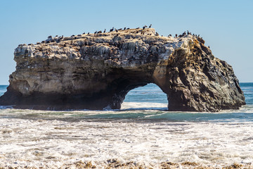 Big stone cliff with birds, Natural Bridges State Beach, Santa Cruz