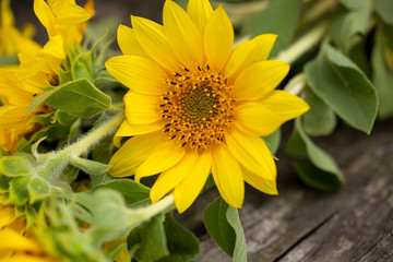 Yellow ripe sunflower close up