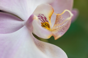 Fototapeta na wymiar lilac flower of the Phalaenopsis Orchid close-up on a green background. selective focus. Macro.