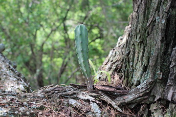 cactus en árbol 2