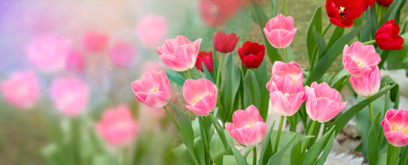 Tulip flower with green leaf background in tulip field.
