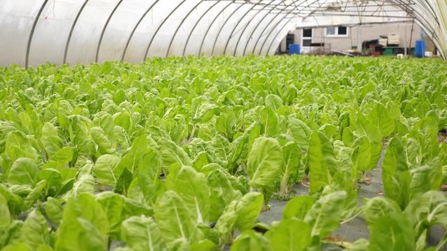Slow panning shot of sea of green leaf vegetables in greenhouse