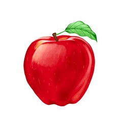 Hand drawn apple with shadow on a white background. Botanical Illustration. Look real.