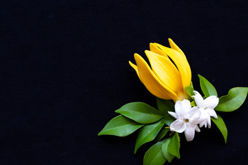 yellow flower ylang ylang with white flowers jasmine local flora of asia in spring season arrangement  flat lay postcard style on background black - Powered by Adobe