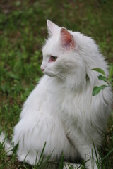 Naklejka na ściany i meble A cat sitting on top of a grass covered field