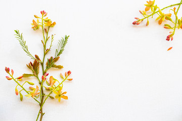 tamarind flower herbal plant local flora of asia in spring season arrangement flat lay postcard style on background white