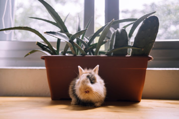 Conejo delante de una planta sobre una mesa