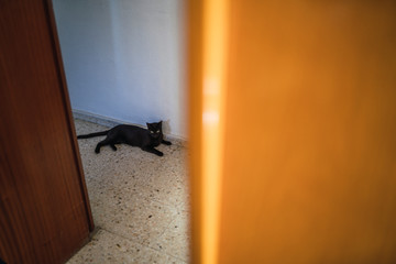 Gata negra tumbada en el pasillo de una casa