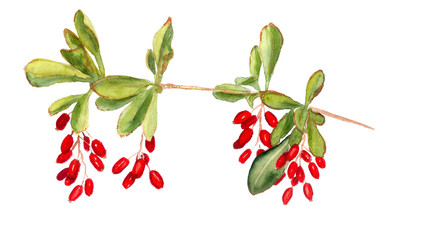 Red berries of barberry