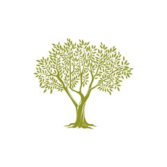 Naklejka premium Olive tree on thick trunk and green crown of leaves isolated icon. Vector botanical agricultural greek or italian extra virgin oil emblem. Object of plantation of olive plants, branches with leaves