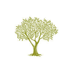 Olive tree on thick trunk and green crown of leaves isolated icon. Vector botanical agricultural greek or italian extra virgin oil emblem. Object of plantation of olive plants, branches with leaves