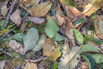 Leaves and sticks and other plant matter raked together image for background use