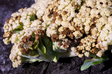 Bacterial Soft Rot of Cauliflower