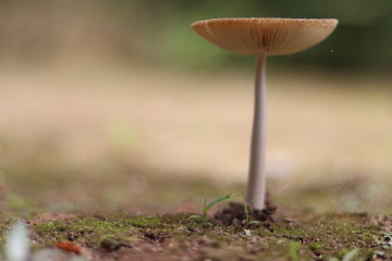 自生するまっすぐきのこのアカハテングダケ
Amanita pantherina, a straight mushroom that grows naturally.
