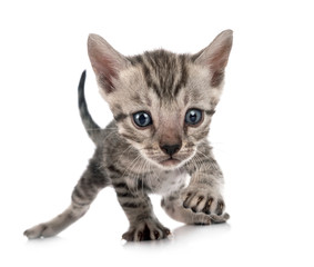 Obraz premium bengal kitten in studio