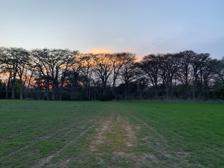 morning in the field