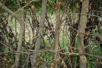 green grass in the woods