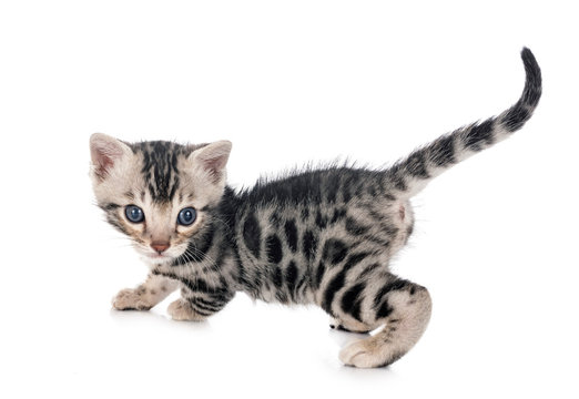 Munchkin Bengal Kitten