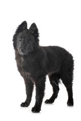 ppuppy Groenendael dog