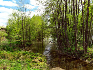 Small river in the spring forest. Trees grow near the river, and green leaves bloom on them. Trees are reflected in the water. Forest landscape. Blue Sky. Copy the place for text