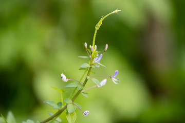 Naklejka premium wild flowers in the forest